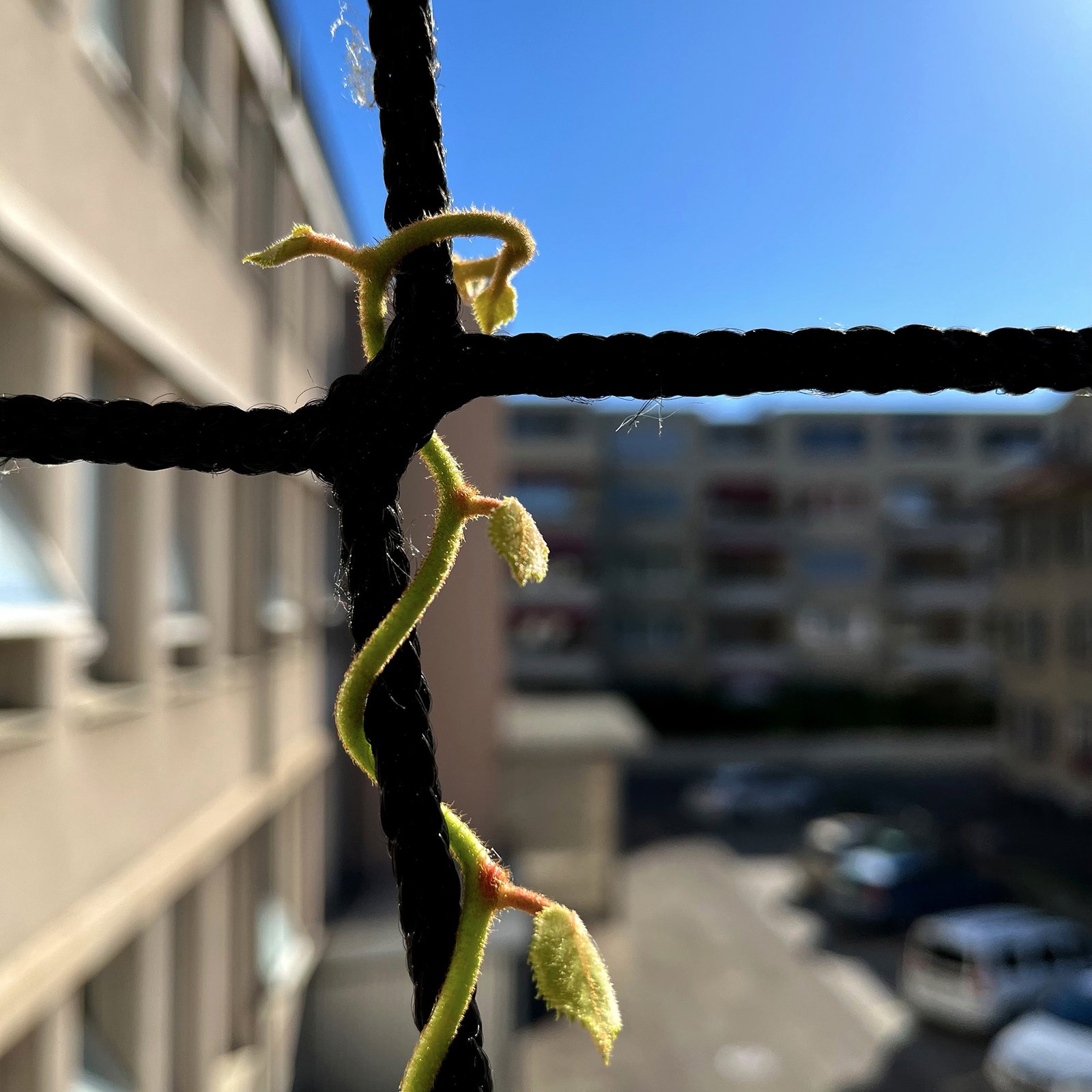 Ausbau Alleestrasse Biel, Fassadenbegrünung Detail