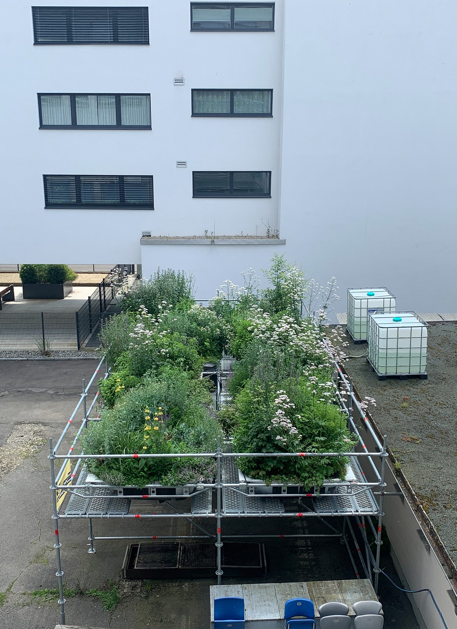 Ausbau Alleestrasse Biel, Testbepflanzung